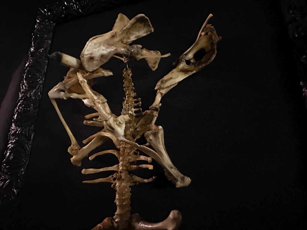 Macro detail of real bone vertebrae on the Aillen build, highlighting the 100% authentic materials and lack of resins.