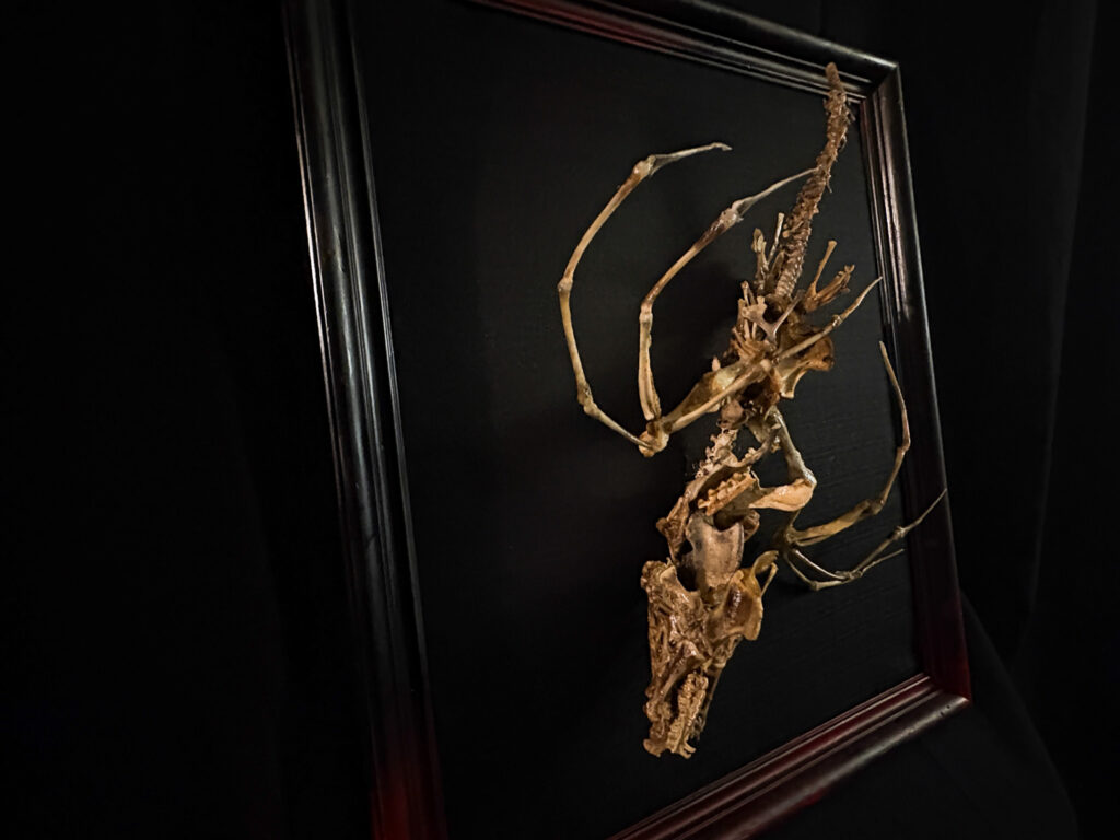 Full skeletal articulation of the Caoránach serpent, hand-posed in a sinuous coil on a custom aquatic-themed base.