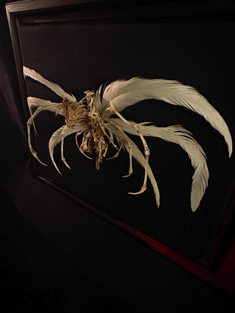 Demna Aeoir, a real bone winged demon sculpture. No resins or plastics used. Detail of the central skeletal structure and ribcage of the Demna Aeóir, demonstrating the architecture of flight.