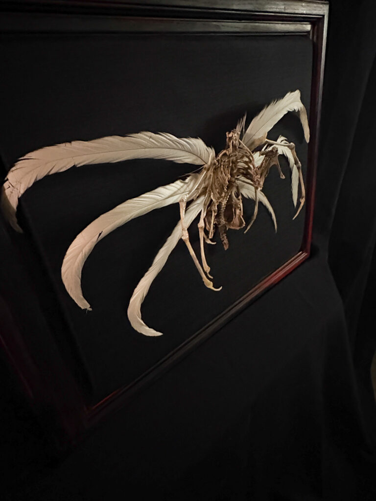 Demna Aeoir, a real bone winged demon sculpture. No resins or plastics used. Moody silhouette of the air demon skeleton, capturing the macabre elegance of its ethereal, sky-bound form.