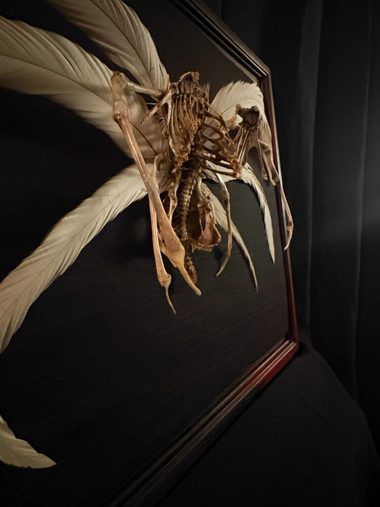 Demna Aeoir, a real bone winged demon sculpture. No resins or plastics used. Top-down symmetrical view of the Demna Aeóir air demon's skeletal wings, highlighting the geometric beauty of avian bone structure.