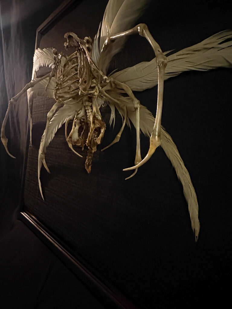 Demna Aeoir, a real bone winged demon sculpture. No resins or plastics used. A dramatic low-angle shot of the Demna Aeóir skeletal sculpture, framing the air demon as a powerful mythical sentinel of the sky.