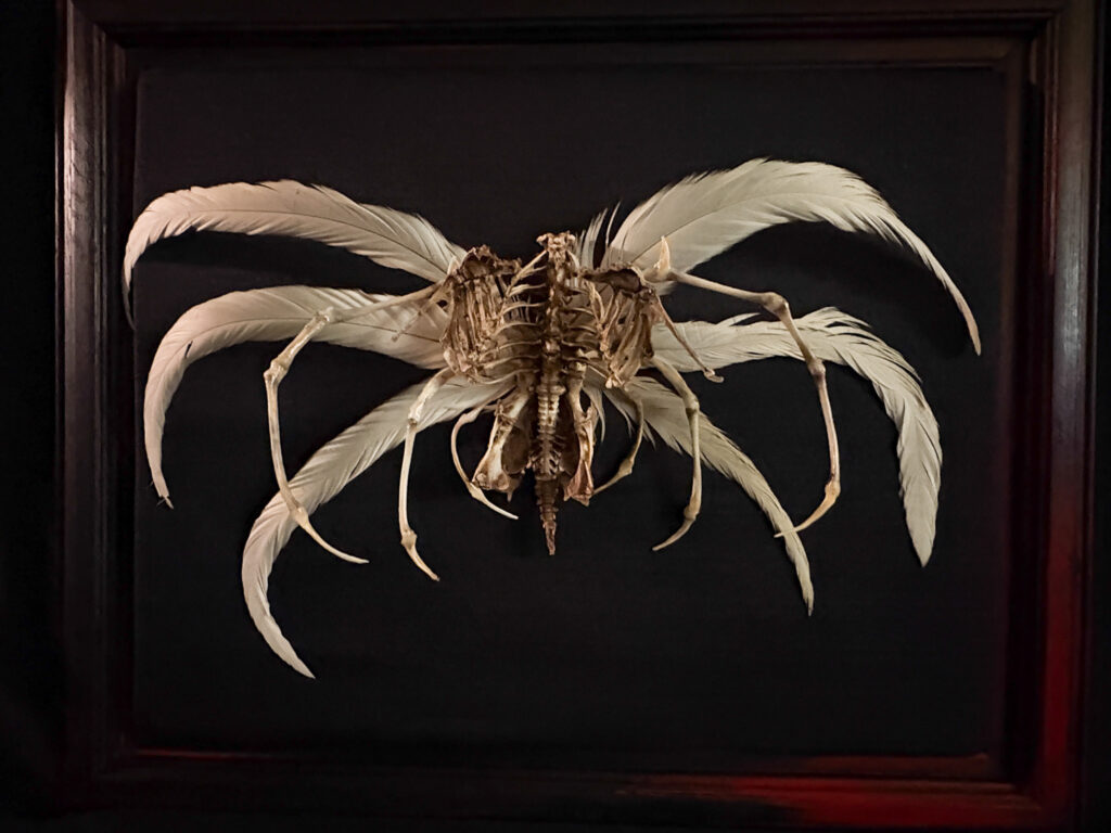 Demna Aeoir, a real bone winged demon sculpture. No resins or plastics used. Full skeletal articulation of a Demna Aeóir air demon, hand-posed with wings extended on a custom museum-grade base.