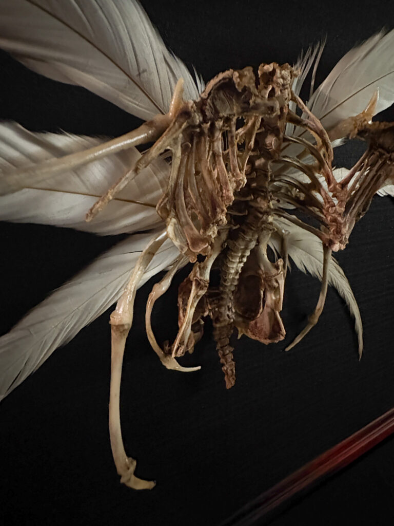 Demna Aeoir, a real bone winged demon sculpture. No resins or plastics used. Macro shot of the Demna Aeóir skeletal head showing predatory avian features and authentic bone texture.