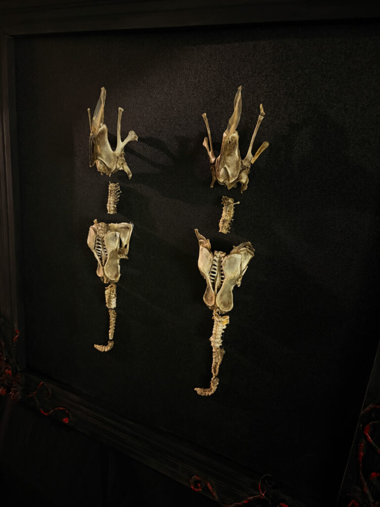 Fine detail of the skeletal teeth and jaw of the Each-uisce, emphasizing its predatory nature as the 'Man-Eater of the Lough'.