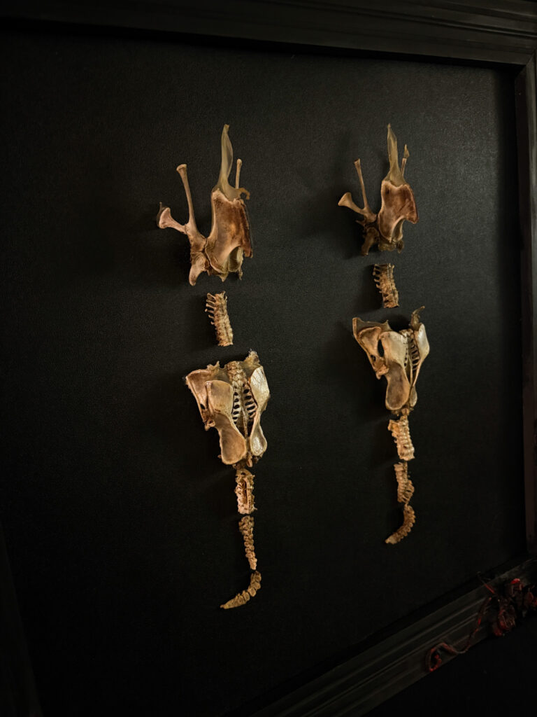 Symmetrical view of the Each-uisce ribcage, demonstrating the powerful skeletal architecture of the legendary water demon.