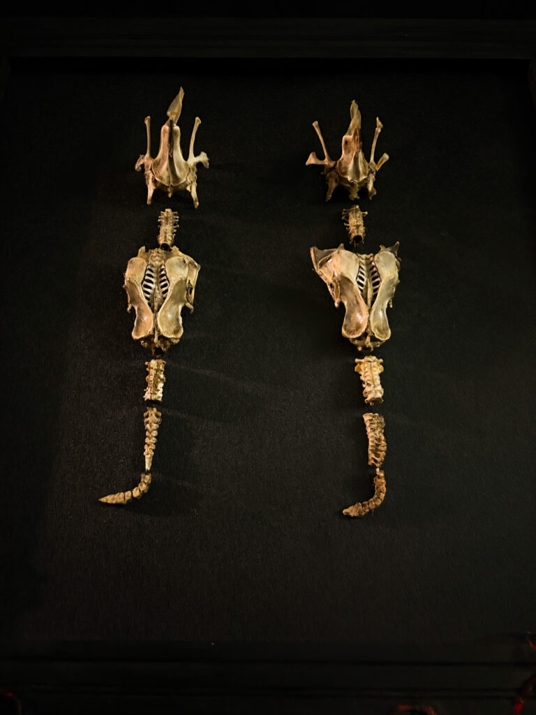 Moody, low-light silhouette of the Each-uisce skeleton, evoking the dark and treacherous waters of Irish mythology.