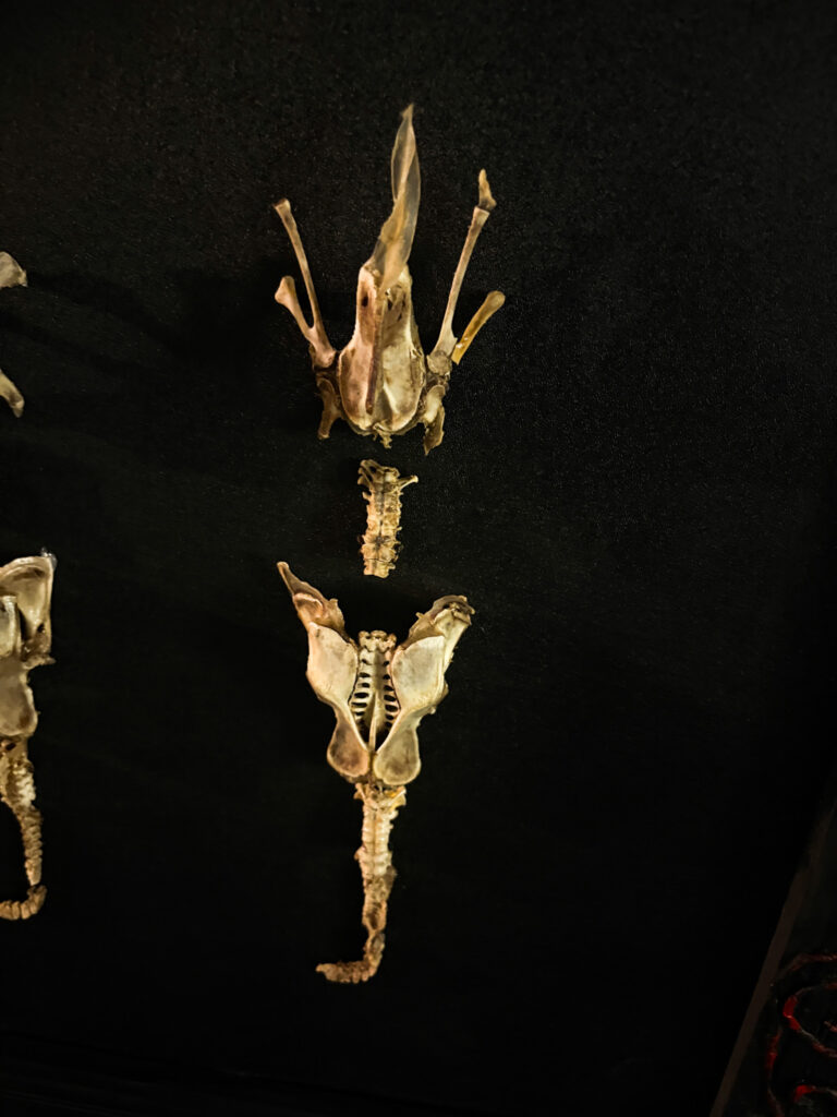 Close-up of the skeletal hooves and lower limbs of the Each-uisce, hand-set to reflect its dangerous and powerful nature in folklore.