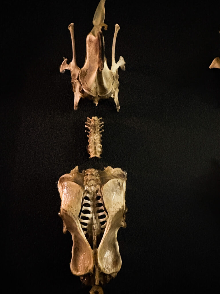 Detail of the hand-articulated spine of the Each-uisce, capturing the powerful and sinuous movement of the legendary water horse.