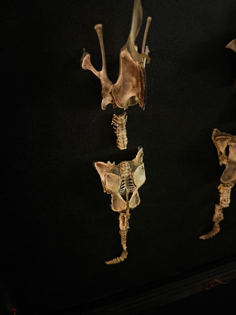 Macro shot of the Each-uisce skeletal head, showcasing the predatory equine anatomy and museum-quality bone cleaning.