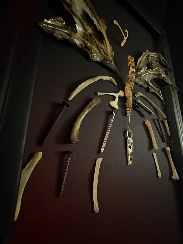 Feileacain butterfly | Real bone sculptures Moody silhouette of the Féileacáin skeletal butterfly, emphasizing the macabre elegance of its anatomical form.