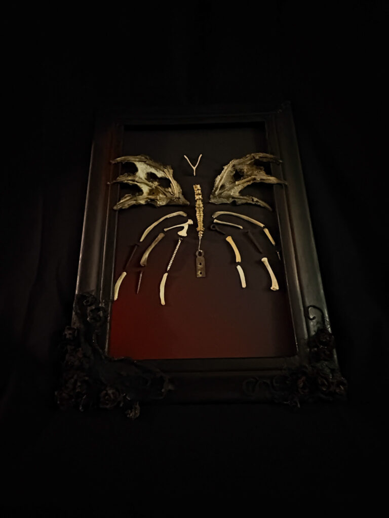 Feileacain butterfly | Real bone sculptures Hand-posed Féileacáin skeletal butterfly on a custom base, designed to evoke the weightless grace of a real butterfly.
