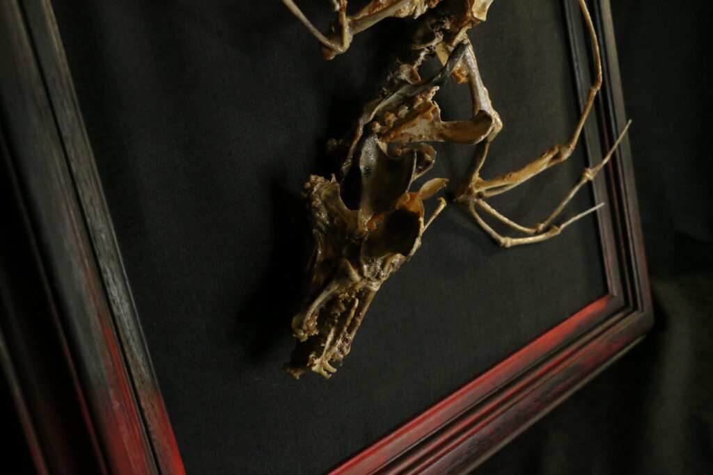Caoranach - Intricate Skeletal Articulation A close-up macro detail of the Caoranach sculpture, highlighting the precision-jointed chicken bones and the haunting naturally whitened textures of the biological remnants.