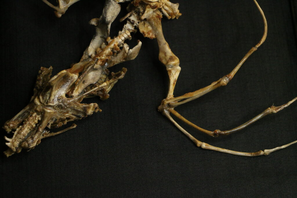 Caoranach: Biological Art Masterpiece A high-resolution technical shot of the Caoranach piece, showcasing the Ethereal Macabre style and the fusion of biological remnants into a mythological entity.