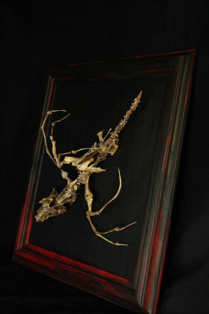 Intricate Bone Articulation of Caoranach An imposing multi-limbed demon sculpture of the Irish Caoranach, crafted from hand-cleaned biological bone remnants on a deep black background.