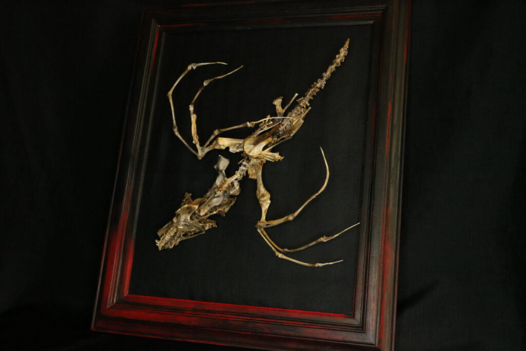 Caoranach: The Primordial Mother - Full View A striking full-body shot of the Caoranach bone sculpture, featuring a multi-limbed skeletal form meticulously hand-crafted from real bones, inspired by the Irish primordial mother of demons.