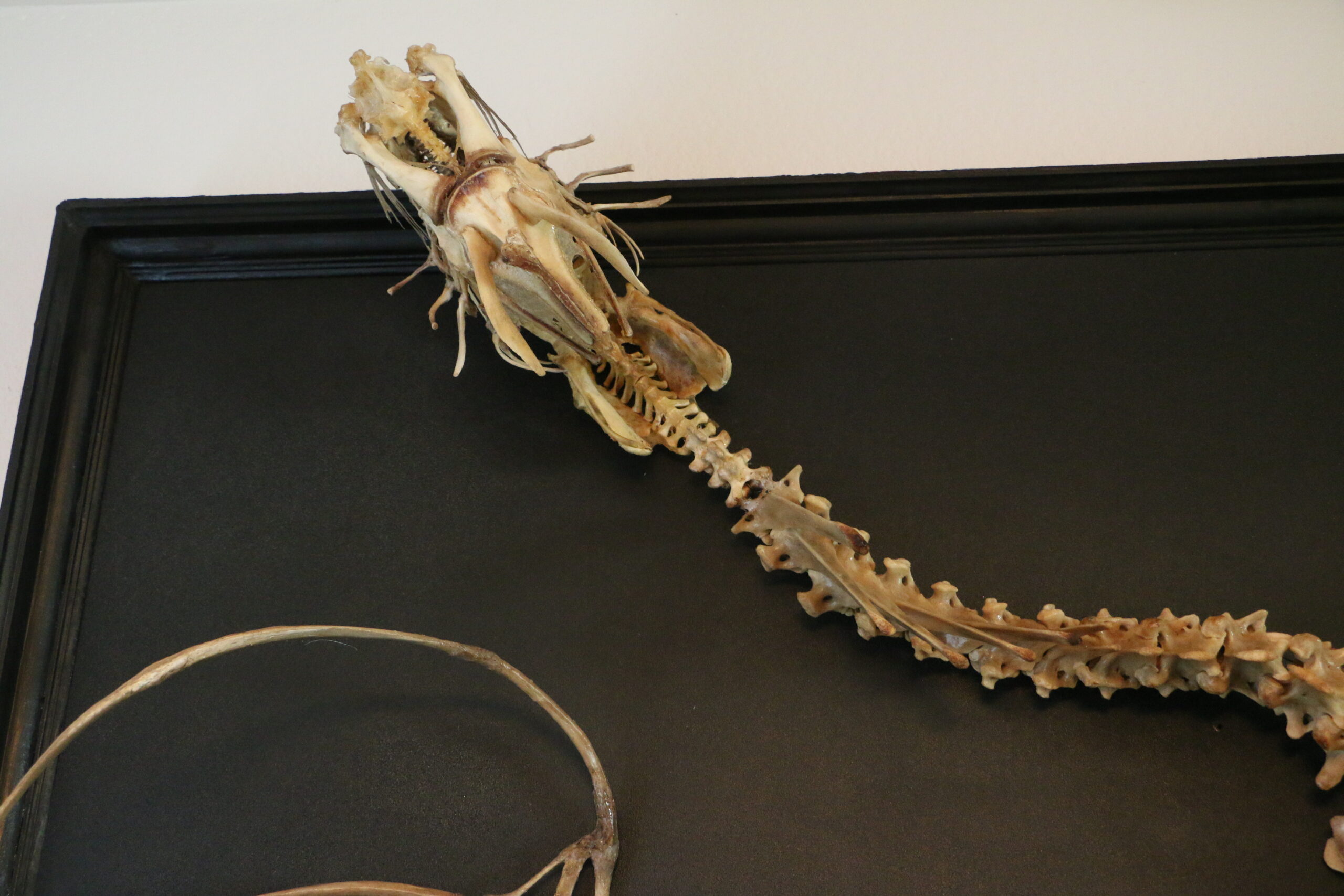Real Bone Dragon head