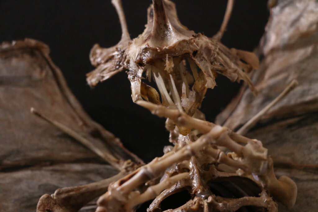 Detailed view of the hand-crafted skeletal wings of the Bánánach, an omen of slaughter in Irish folklore.