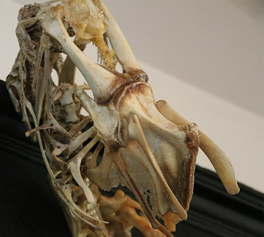 Ollpeist Skull Detail Macro close-up of the Ollphéist dragon skull, a skeletal chimera handcrafted from ethically sourced cow, pig, and turkey bones.