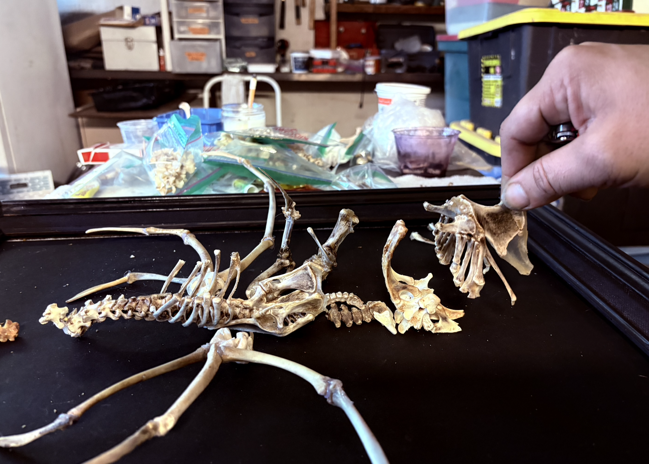 The Puca being assembled by Hybrid Fever in Los Angeles, CA.