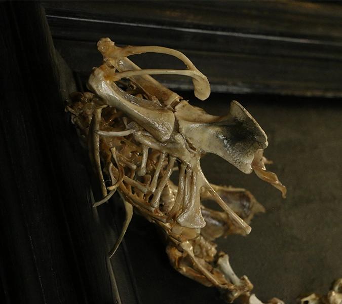 A detailed shot focusing on the skeletal wing structure and spinal curve of the Beithir dragon, highlighting the "Ethereal Macabre" craftsmanship.