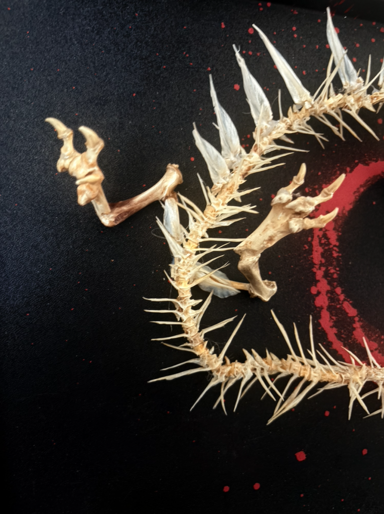 Two headed Chinese Dragon real bone sculpture by Hybrid Fever