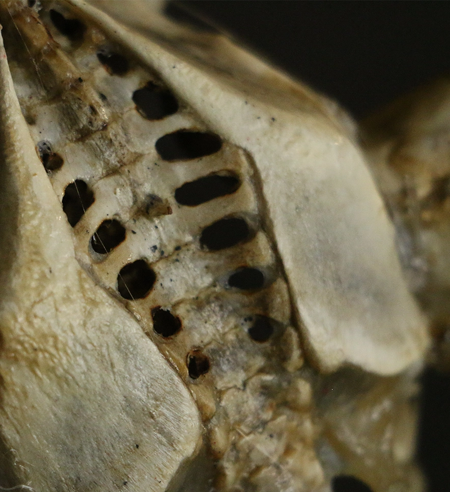 Closeup of Puca's back made from chicken.