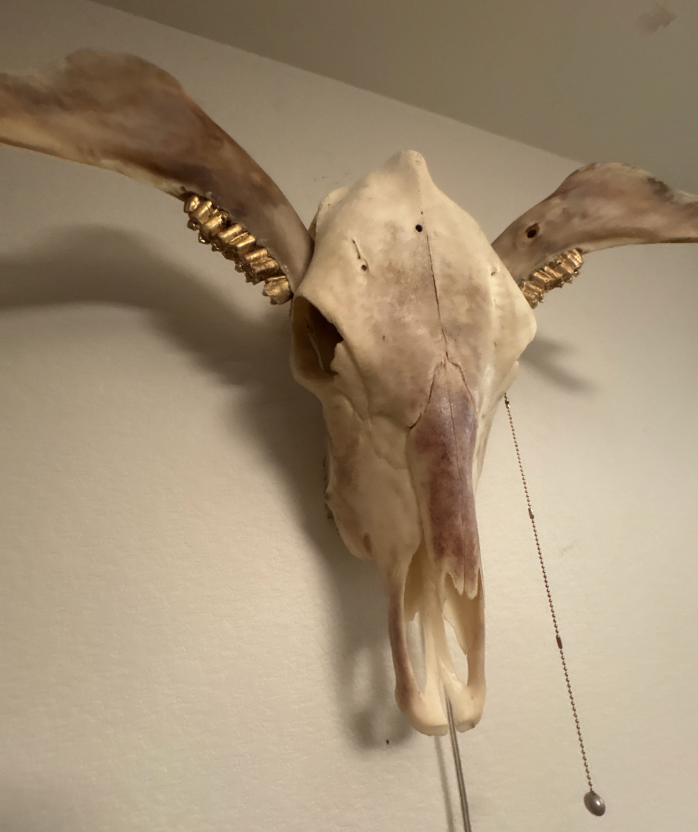 Cow skull plain