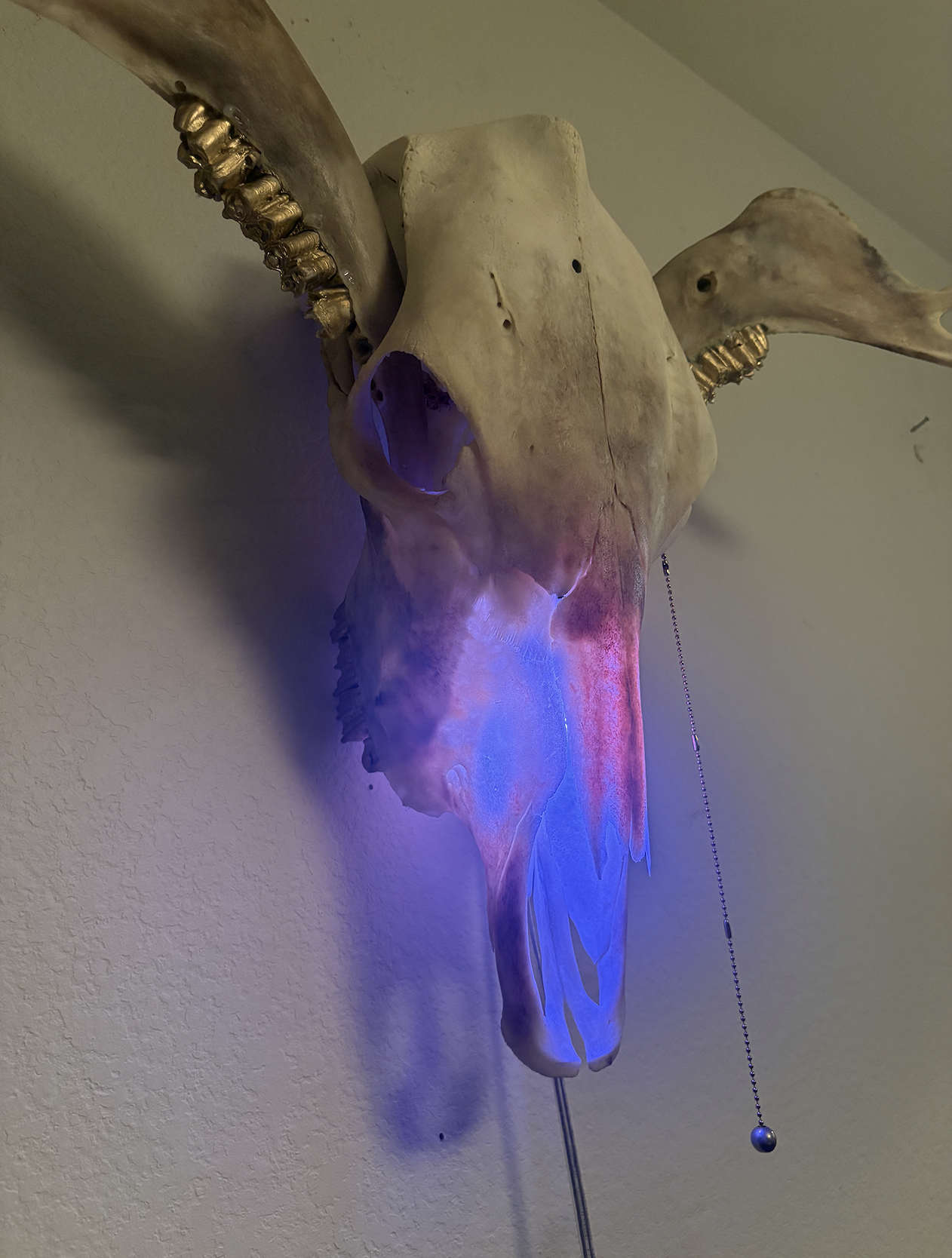 Cow Skull light without crystals
